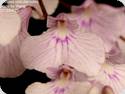 Ionopsis utricularioides